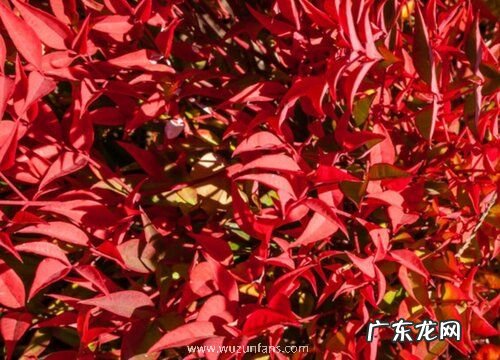 南天竹是裸子植物吗