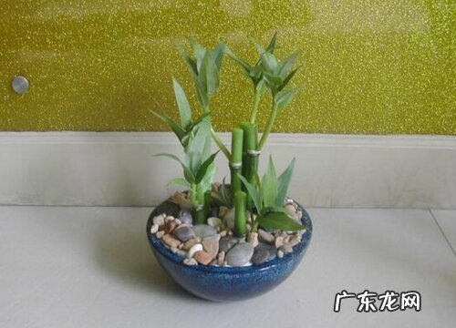 属羊种什么植物最好