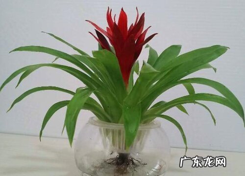 属羊种什么植物最好