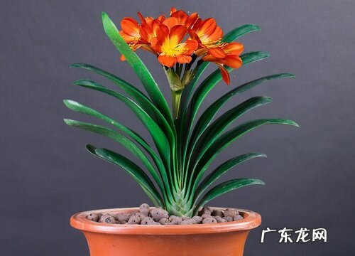 属羊种什么植物最好