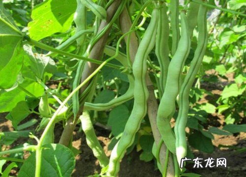 芸豆几天浇一次水 春夏秋冬各不同