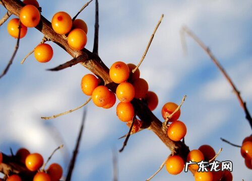 沙棘是什么水果