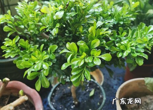 米兰用什么肥料最好