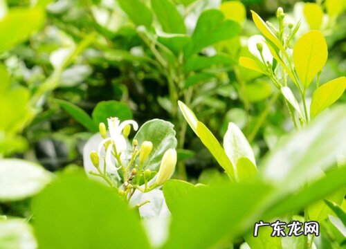 米兰用什么肥料最好