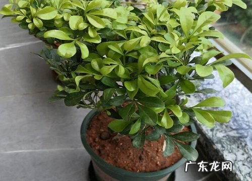 米兰用什么肥料最好