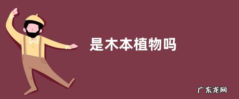 是木本植物吗