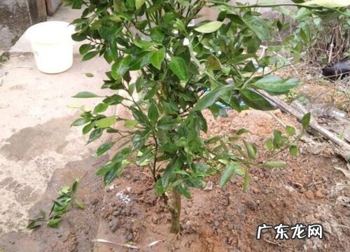 是木本植物吗