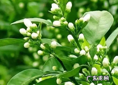 玳玳花是什么植物的花