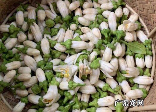 玳玳花是什么植物的花