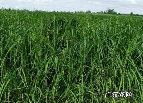 果树草是什么草