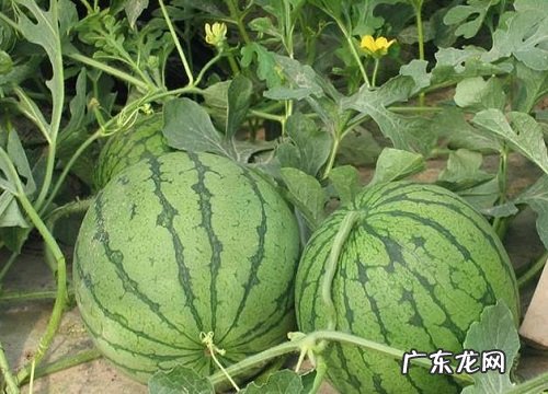西瓜是什么水果