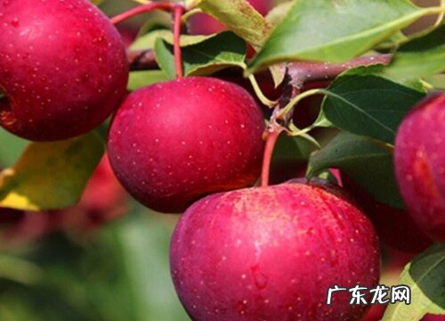 地果是什么水果