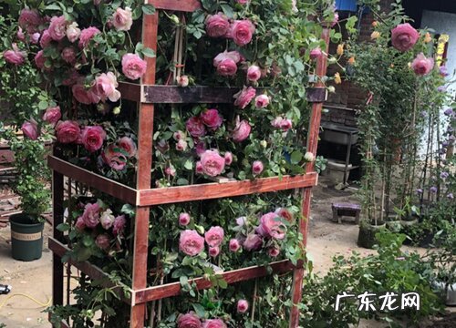 蔷薇花怎么养殖方法