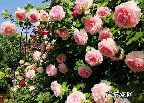 蔷薇花怎么养殖方法