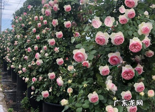 蔷薇花怎么养殖方法