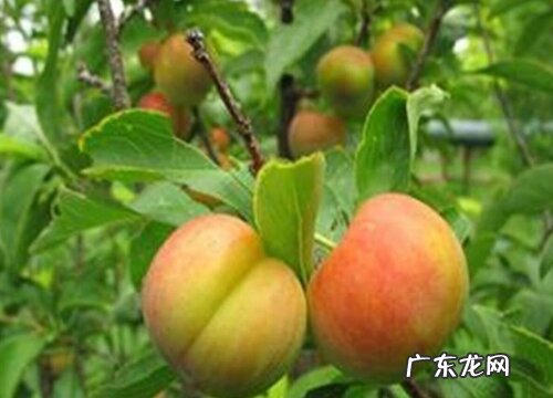 奈李是什么水果