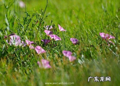 夜光草是什么草