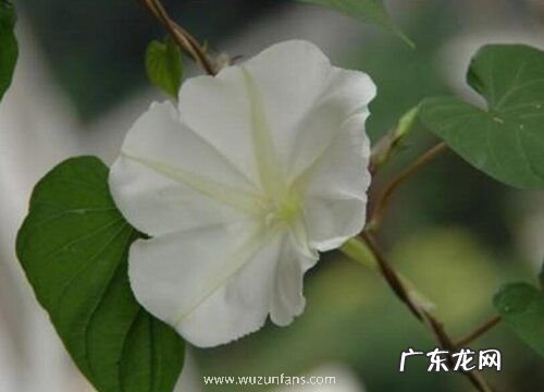 夜光草是什么草