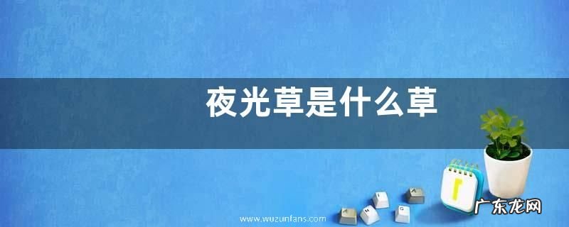 夜光草是什么草