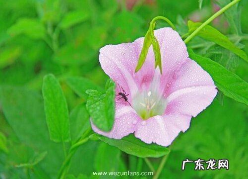 夜光草是什么草