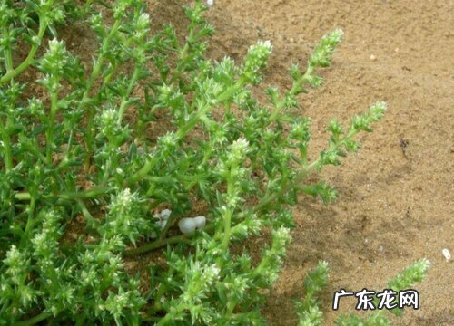 翻滚草是什么草