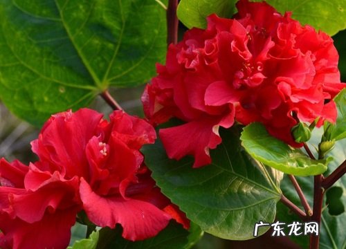 扶桑花花期多久时间