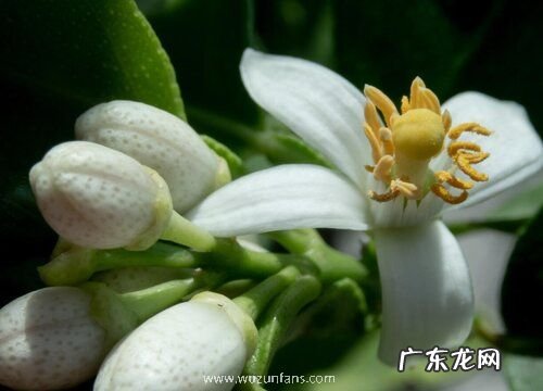 代代花是什么植物的花