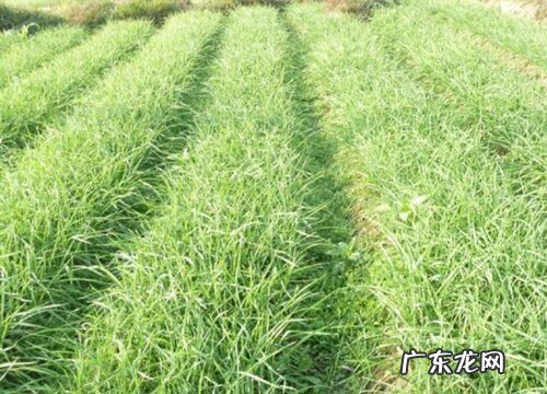 蒜苗产地在哪里