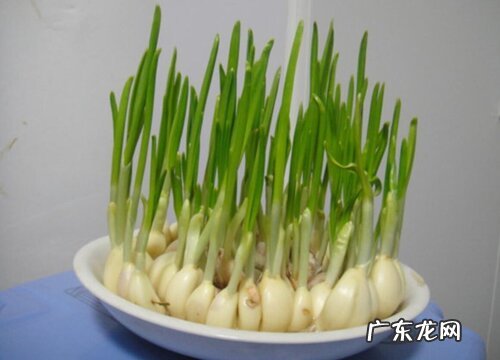 蒜苗产地在哪里