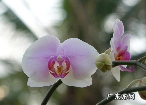 蝴蝶兰花期多久时间