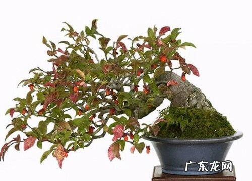 山楂树可以盆栽吗