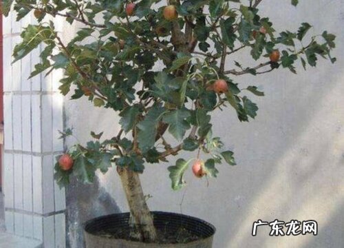 山楂树可以盆栽吗