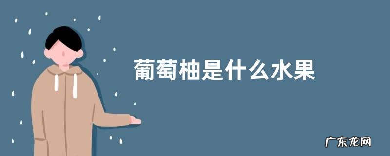 葡萄柚是什么水果