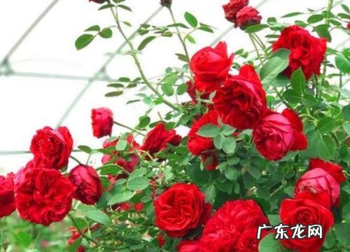 红龙月季是四季开花吗