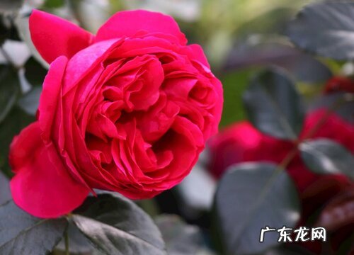 红龙月季是四季开花吗