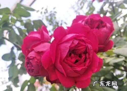 红龙月季是四季开花吗