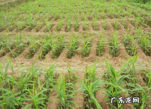 生姜种植条件 栽种气候条件