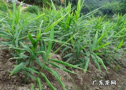 生姜种植条件 栽种气候条件