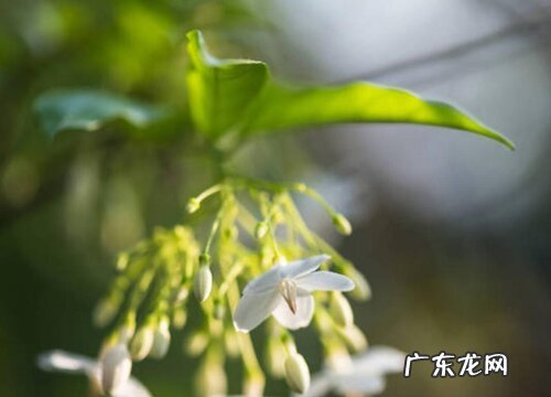 栀子花和茉莉哪个好养