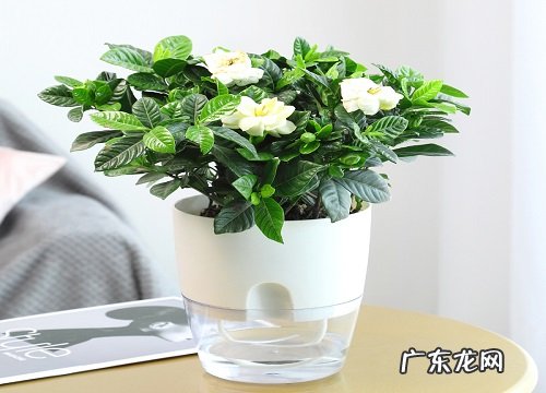 栀子花和茉莉哪个好养