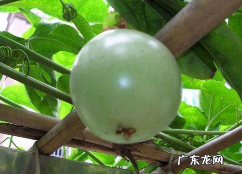 西番莲是什么水果