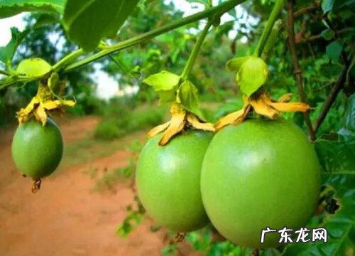 西番莲是什么水果