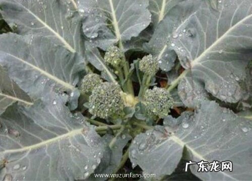 西兰花追肥用什么肥料好