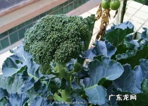 西兰花追肥用什么肥料好