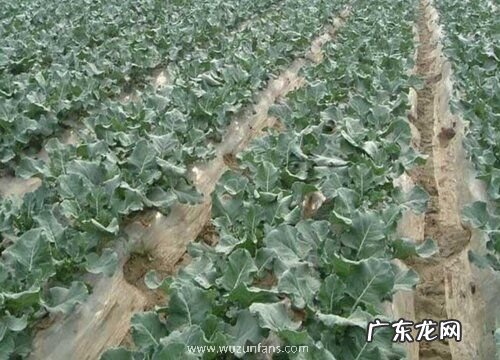 西兰花追肥用什么肥料好