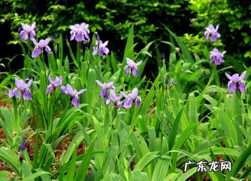 鸢尾养几年开花