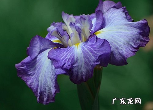 鸢尾养几年开花