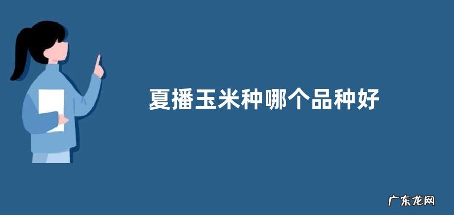 夏播玉米种哪个品种好