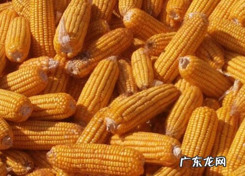 夏播玉米种哪个品种好