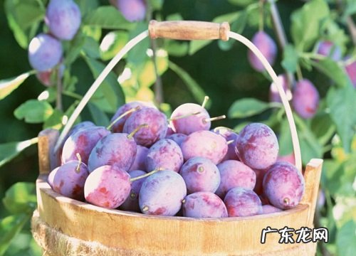 乌梅是什么水果